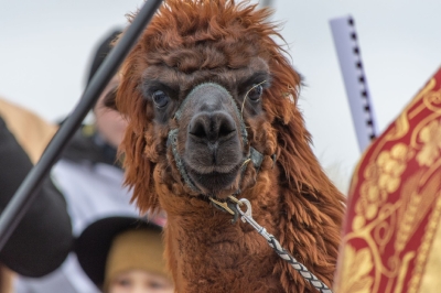 Orszak Trzech Króli_31